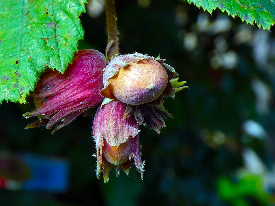 Dr Prerna Kohli India’s Top Psychologist talks about Mental Health Benefits of Hazelnuts